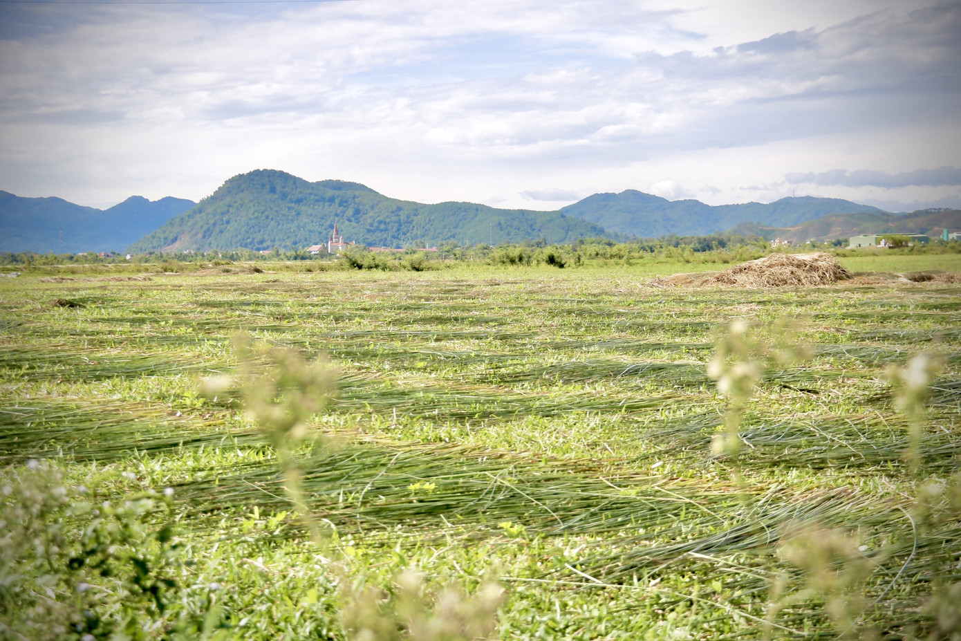 Vẻ đẹp thôn quê bình dị mùa thu hoạch cói ở 'ốc đảo' Hồng Lam ảnh 6