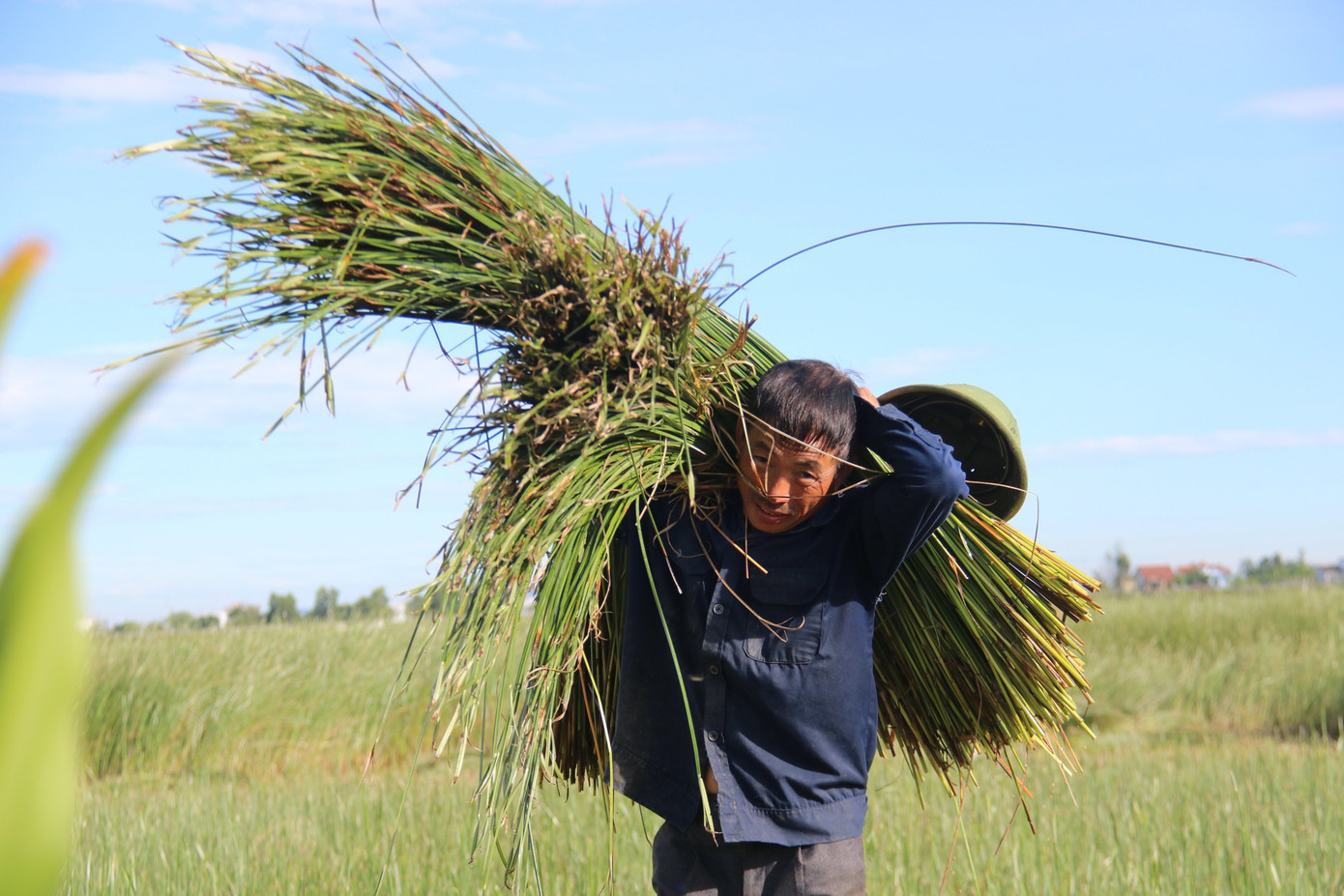 Vẻ đẹp thôn quê bình dị mùa thu hoạch cói ở 'ốc đảo' Hồng Lam ảnh 8