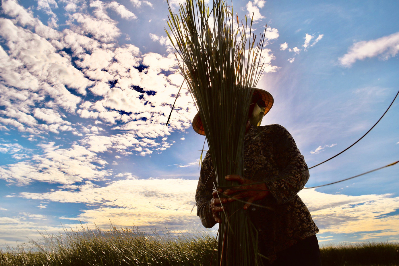 Vẻ đẹp thôn quê bình dị mùa thu hoạch cói ở 'ốc đảo' Hồng Lam ảnh 7