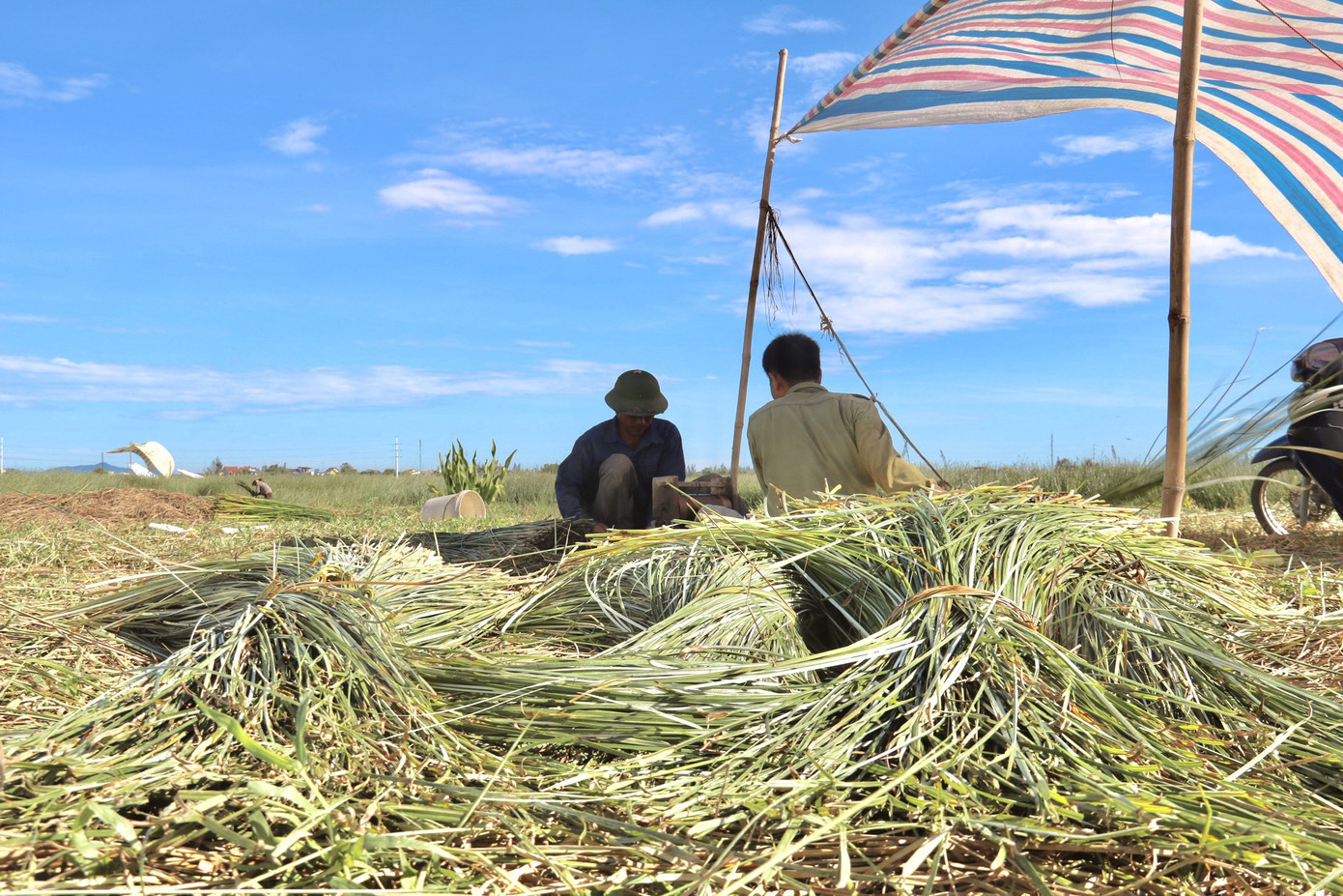 Vẻ đẹp thôn quê bình dị mùa thu hoạch cói ở 'ốc đảo' Hồng Lam ảnh 10