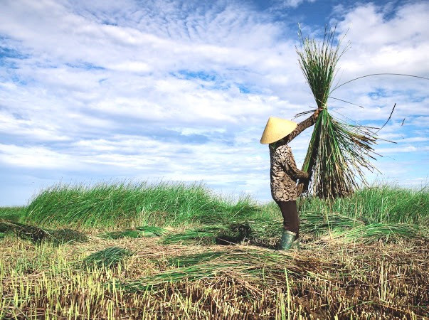 Vẻ đẹp thôn quê bình dị mùa thu hoạch cói ở 'ốc đảo' Hồng Lam ảnh 3
