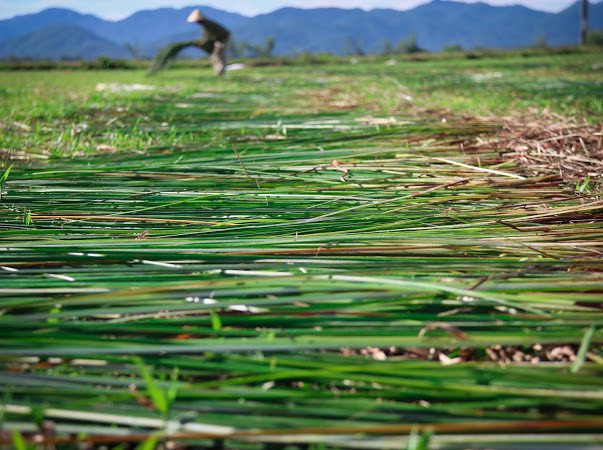 Vẻ đẹp thôn quê bình dị mùa thu hoạch cói ở 'ốc đảo' Hồng Lam ảnh 13