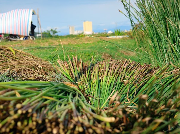 Vẻ đẹp thôn quê bình dị mùa thu hoạch cói ở 'ốc đảo' Hồng Lam ảnh 4