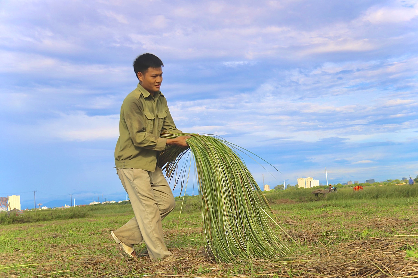 Vẻ đẹp thôn quê bình dị mùa thu hoạch cói ở 'ốc đảo' Hồng Lam ảnh 9
