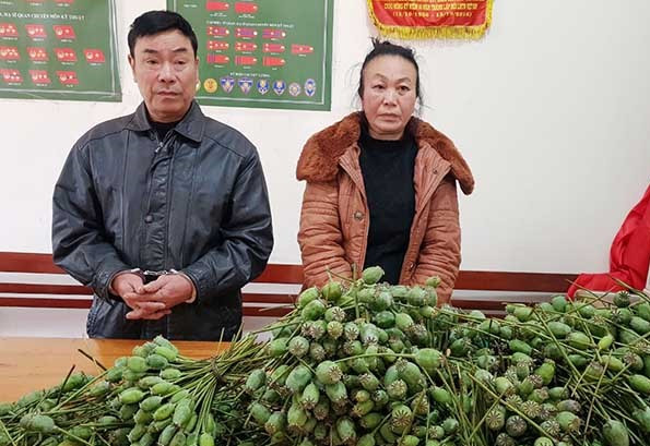Cặp vợ chồng vận chuyển hàng nghìn quả thuốc phiện tươi đi bán ảnh 1