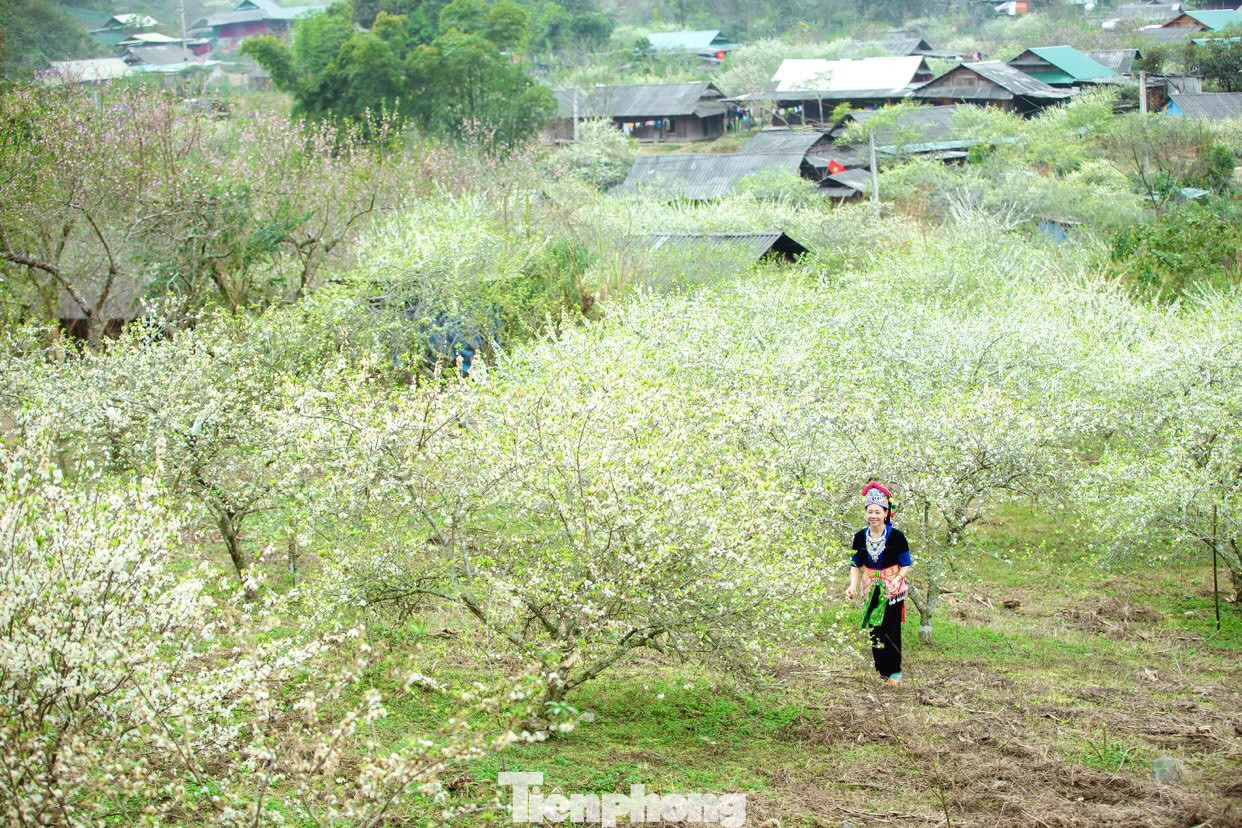 Thiếu nữ khoe sắc bên hoa mận nở trắng muốt nơi cổng trời đẹp như tranh ảnh 1