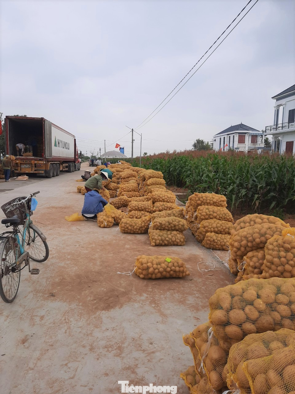 Khoai tây được mùa được giá, nông dân Nghệ An phấn khởi thu hoạch ảnh 10