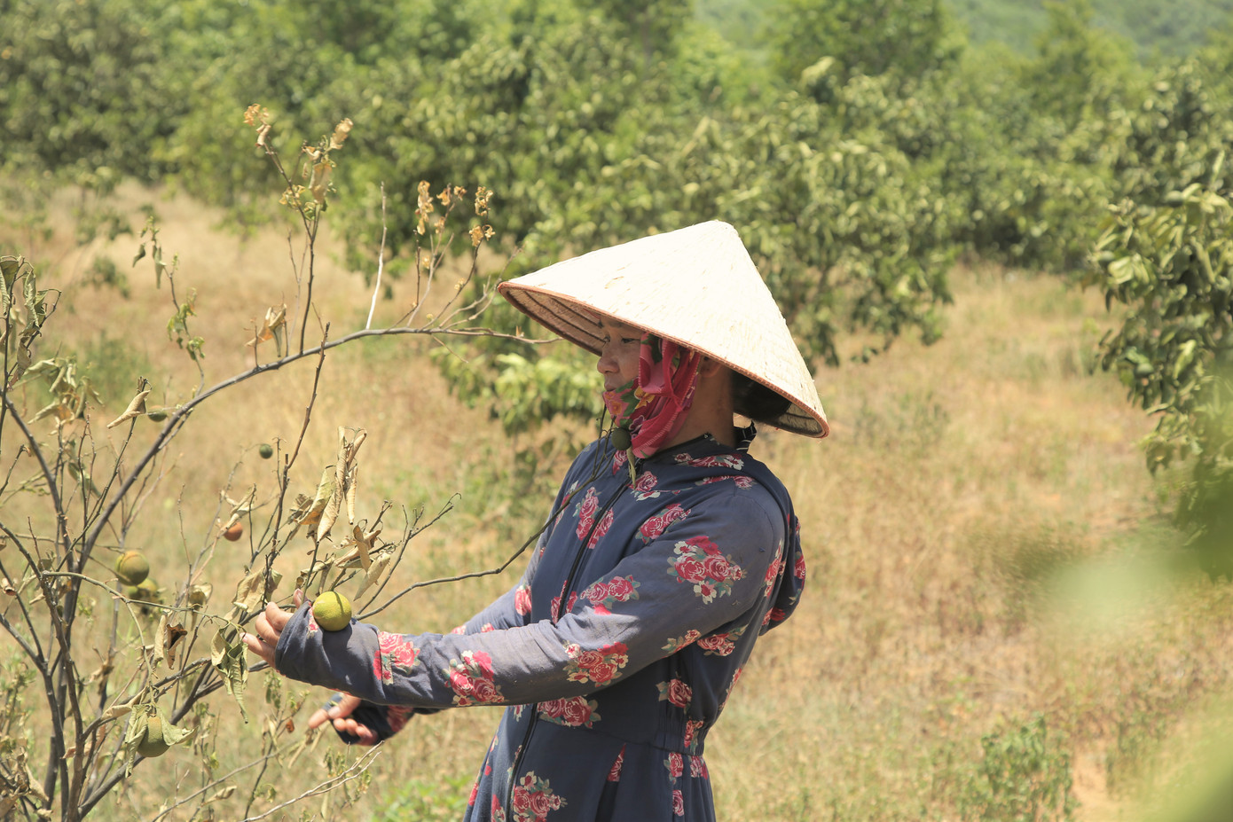 Đồi cam, bưởi héo dần do nắng hạn, nguy cơ thất thu hàng chục tỷ đồng ảnh 15