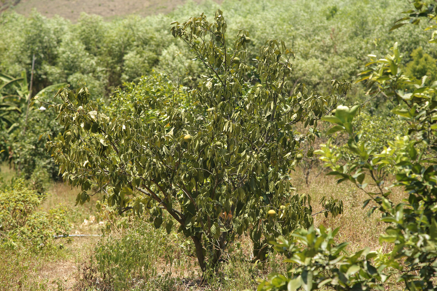 Đồi cam, bưởi héo dần do nắng hạn, nguy cơ thất thu hàng chục tỷ đồng ảnh 2