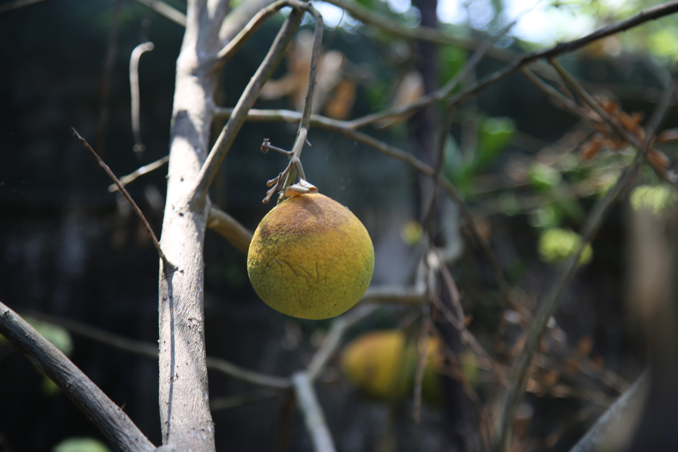 Dân vùng 'chảo lửa' méo mặt vì hàng ngàn ha hoa màu chết khô ảnh 15