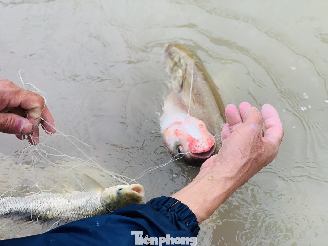 Hàng chục người bất chấp hồ xả lũ vẫn săn bắt cá dưới dòng nước xiết ảnh 15