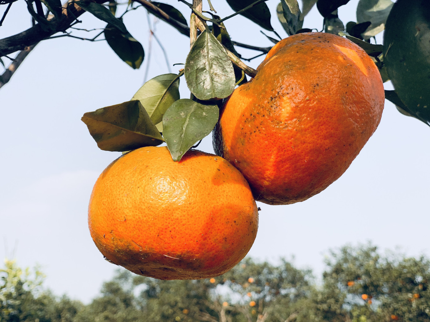 Cam bù vàng rực vào vụ Tết ảnh 13