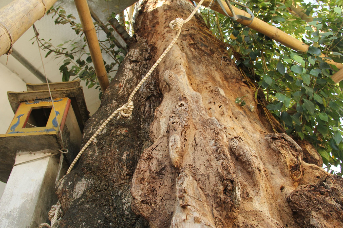 Cả làng góp tiền cứu 'cụ gạo' hơn 200 tuổi ở xứ Nghệ ảnh 2