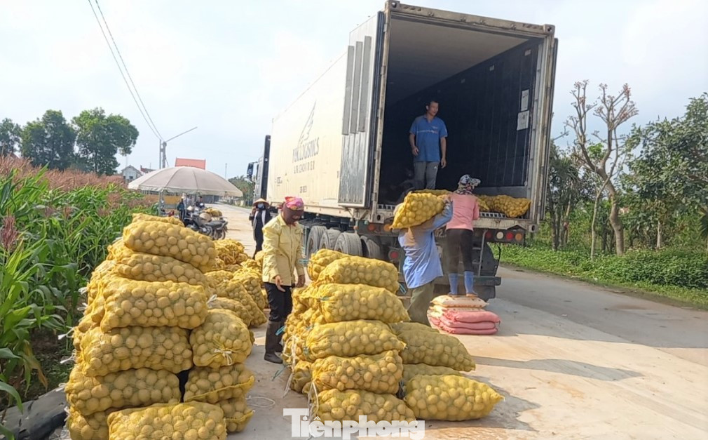 Khoai tây được mùa được giá, nông dân Nghệ An phấn khởi thu hoạch ảnh 7