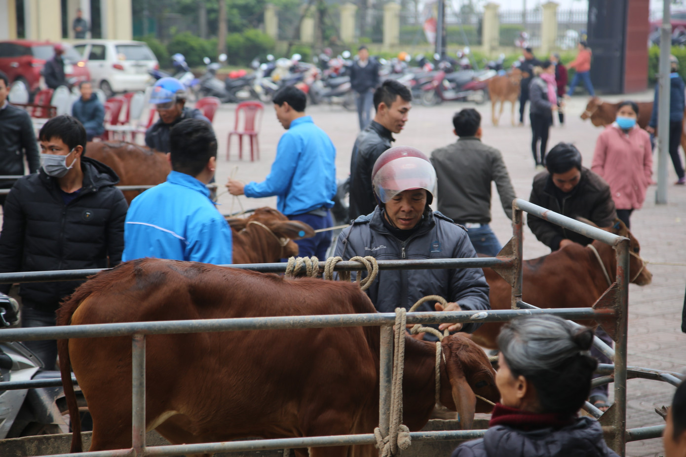 Tập đoàn Phúc Sơn, Báo Tiền Phong trao bò giống hỗ trợ bà con vùng lũ Hà Tĩnh ảnh 20