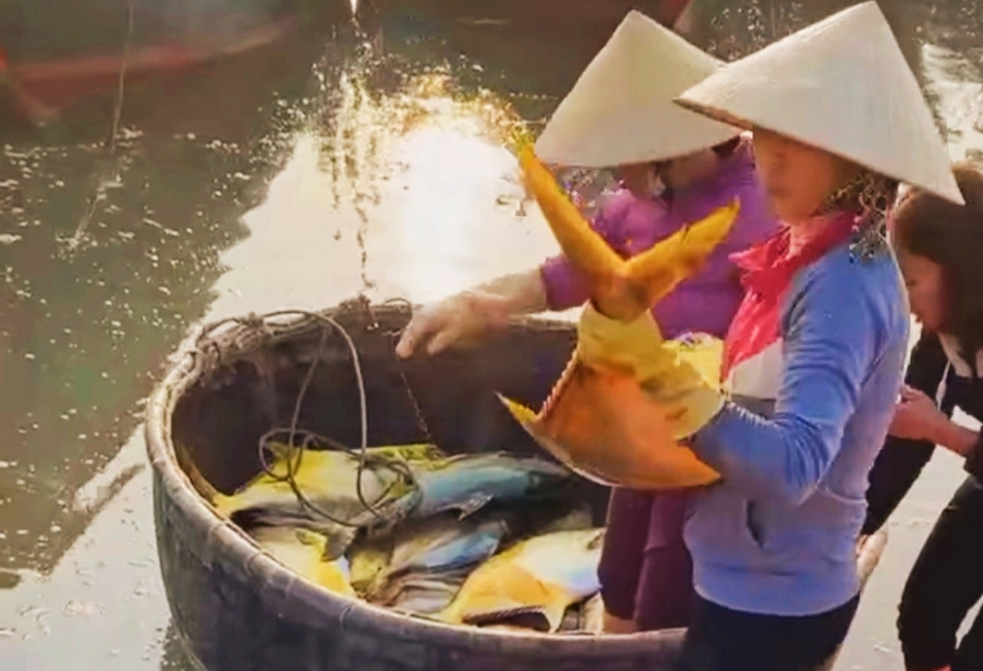 Trúng đậm mẻ cá chim vàng, một đêm ngư dân thu về hơn nửa tỷ đồng ảnh 1