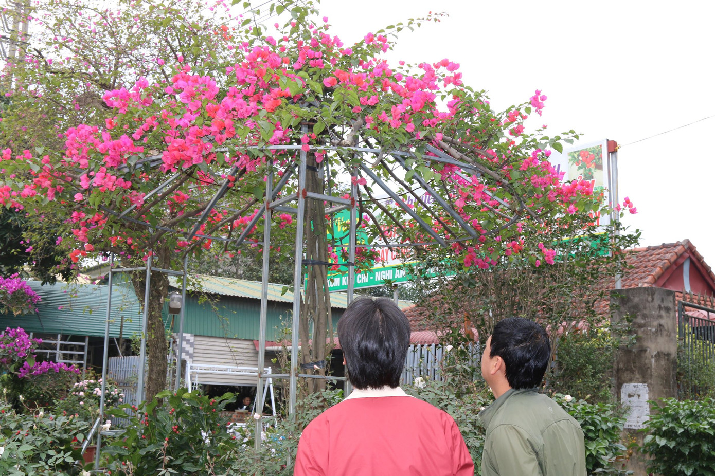 Rực rỡ sắc xuân ở làng hoa lớn nhất thành Vinh ảnh 9