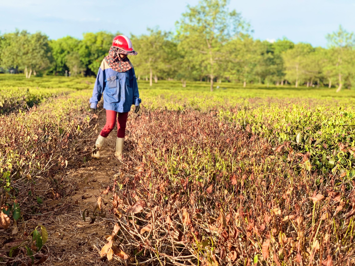 Nắng quay quắt, nhiều đồi chè Hà Tĩnh cháy khô, dân chất đống đem về làm củi ảnh 9