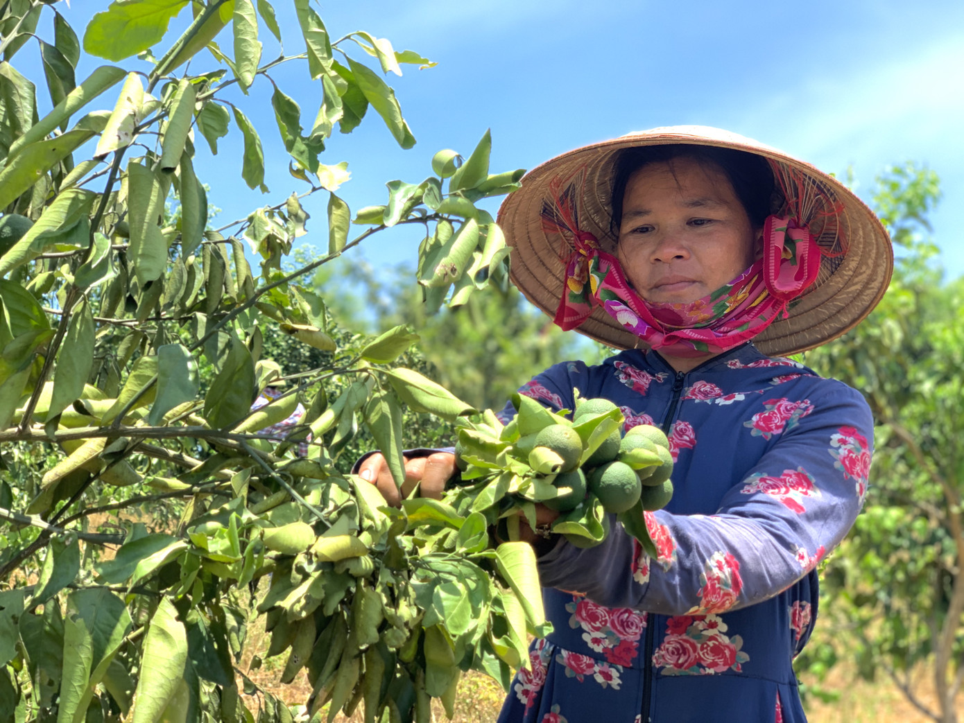 Đồi cam, bưởi héo dần do nắng hạn, nguy cơ thất thu hàng chục tỷ đồng ảnh 13