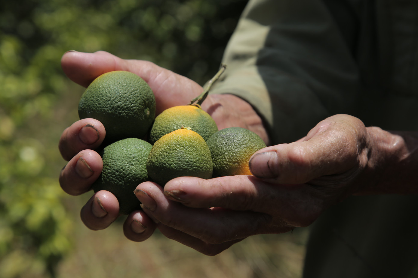 Đồi cam, bưởi héo dần do nắng hạn, nguy cơ thất thu hàng chục tỷ đồng ảnh 9