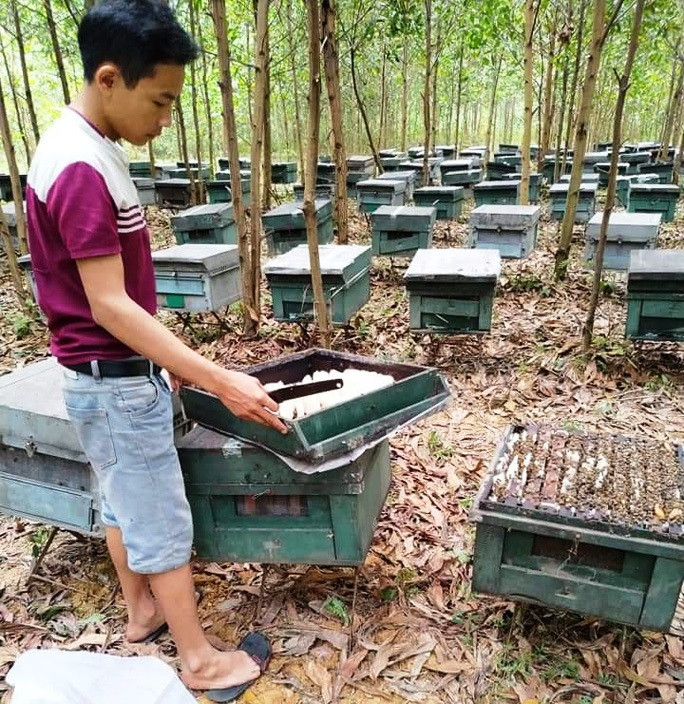 Công an vào cuộc vụ hơn 200 tổ ong chết đồng loạt nghi bị đầu độc ảnh 1