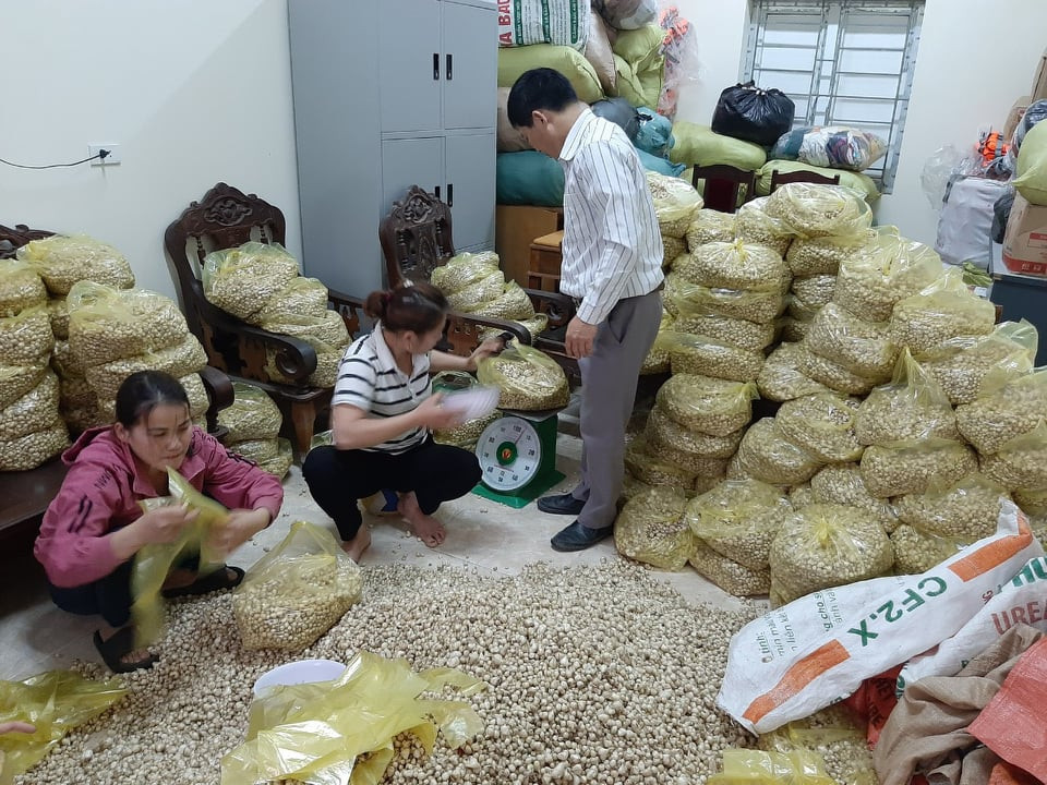 Giá chạm đáy, hàng trăm hecta hành ở Nghệ An chịu phận nằm ruộng ảnh 1