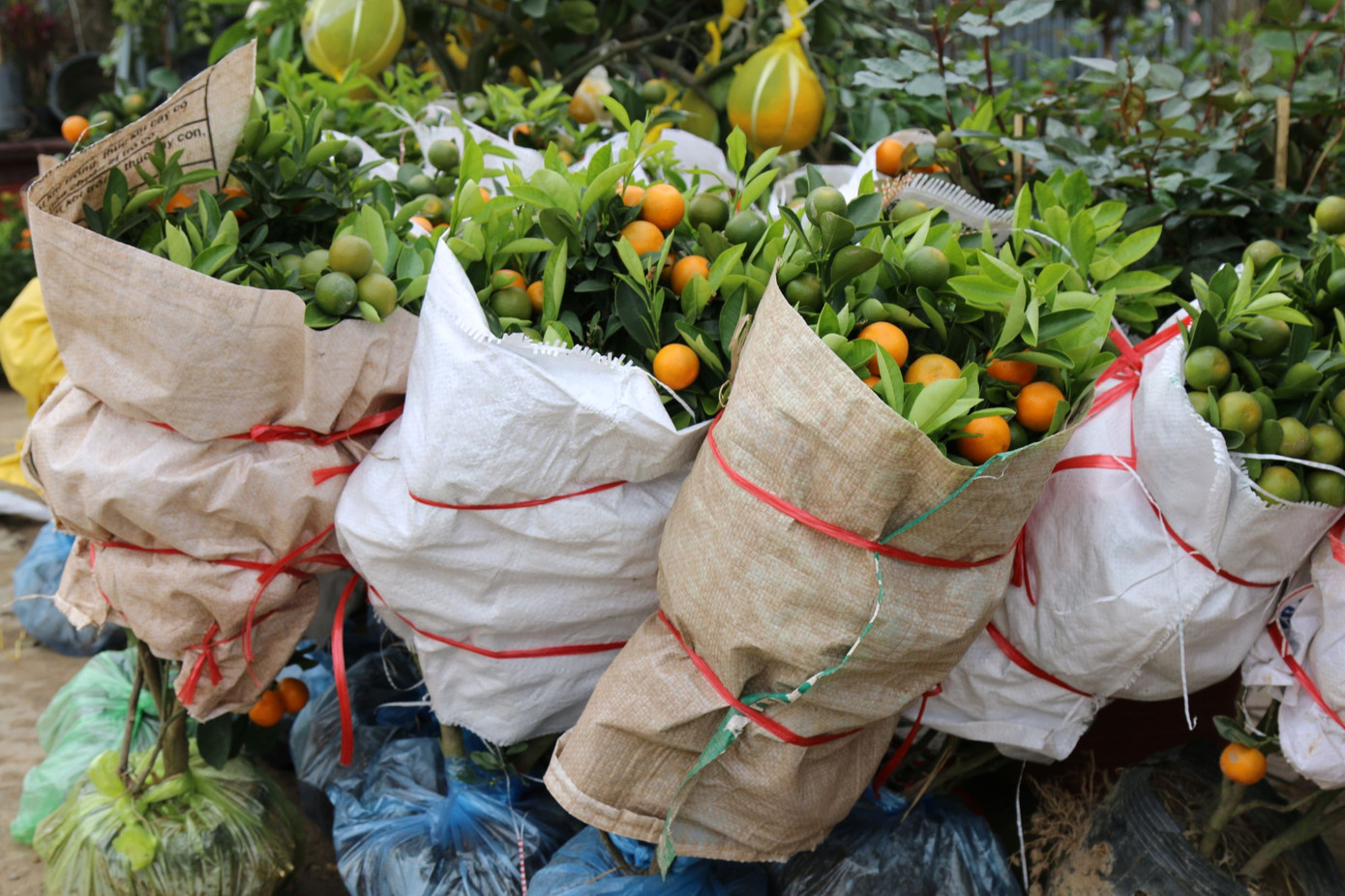 Rực rỡ sắc xuân ở làng hoa lớn nhất thành Vinh ảnh 11