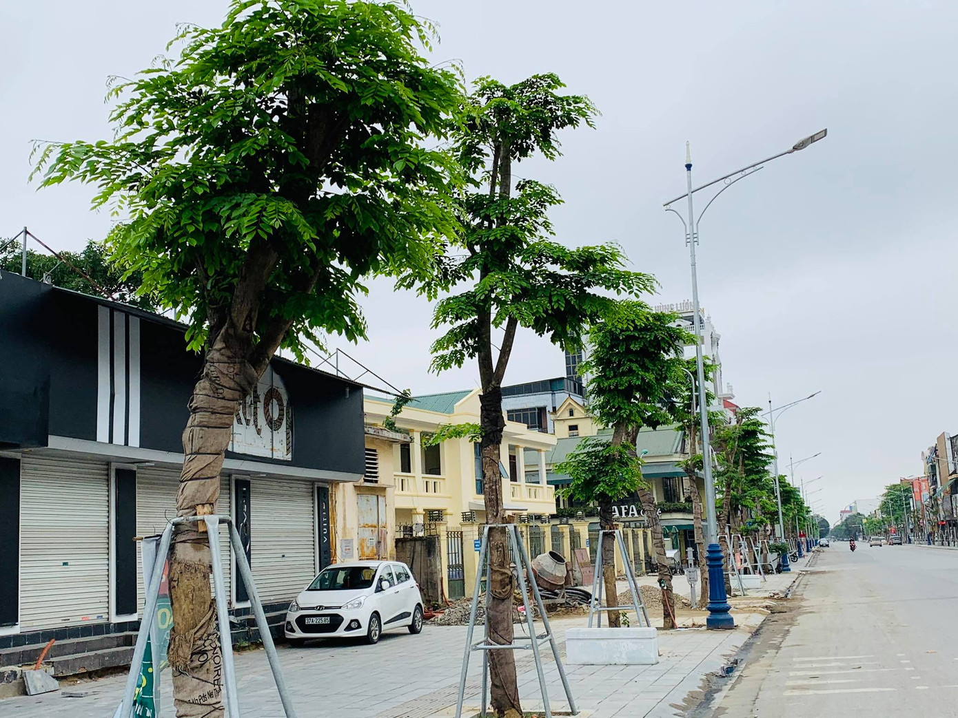 Đẹp nao lòng những chùm giáng hương vàng rực ở thành Vinh ảnh 7