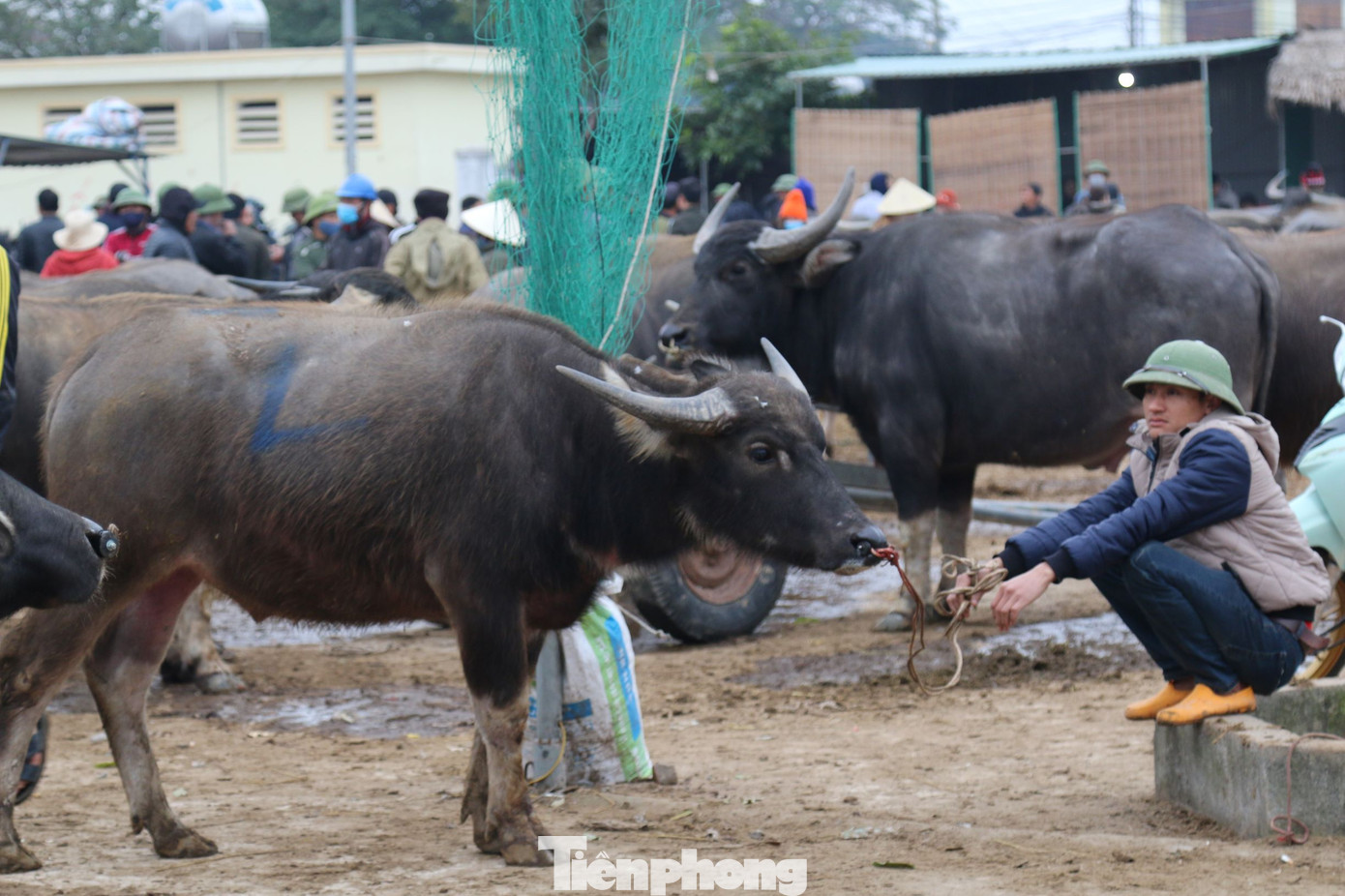 Chợ trâu, bò lớn nhất Bắc Trung Bộ họp phiên cuối năm từ tinh mơ ảnh 8