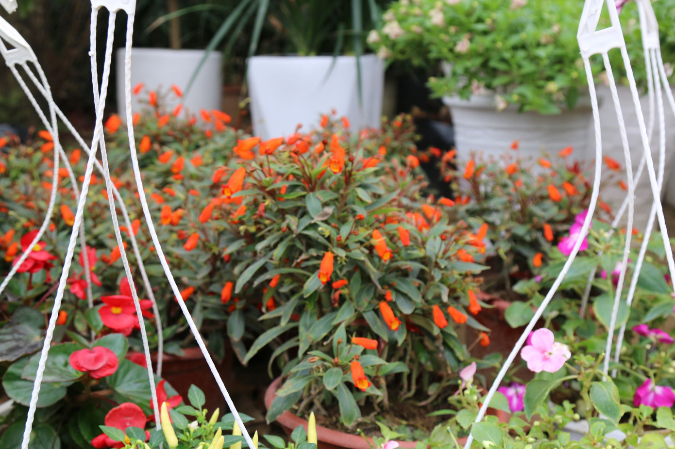 Rực rỡ sắc xuân ở làng hoa lớn nhất thành Vinh ảnh 8