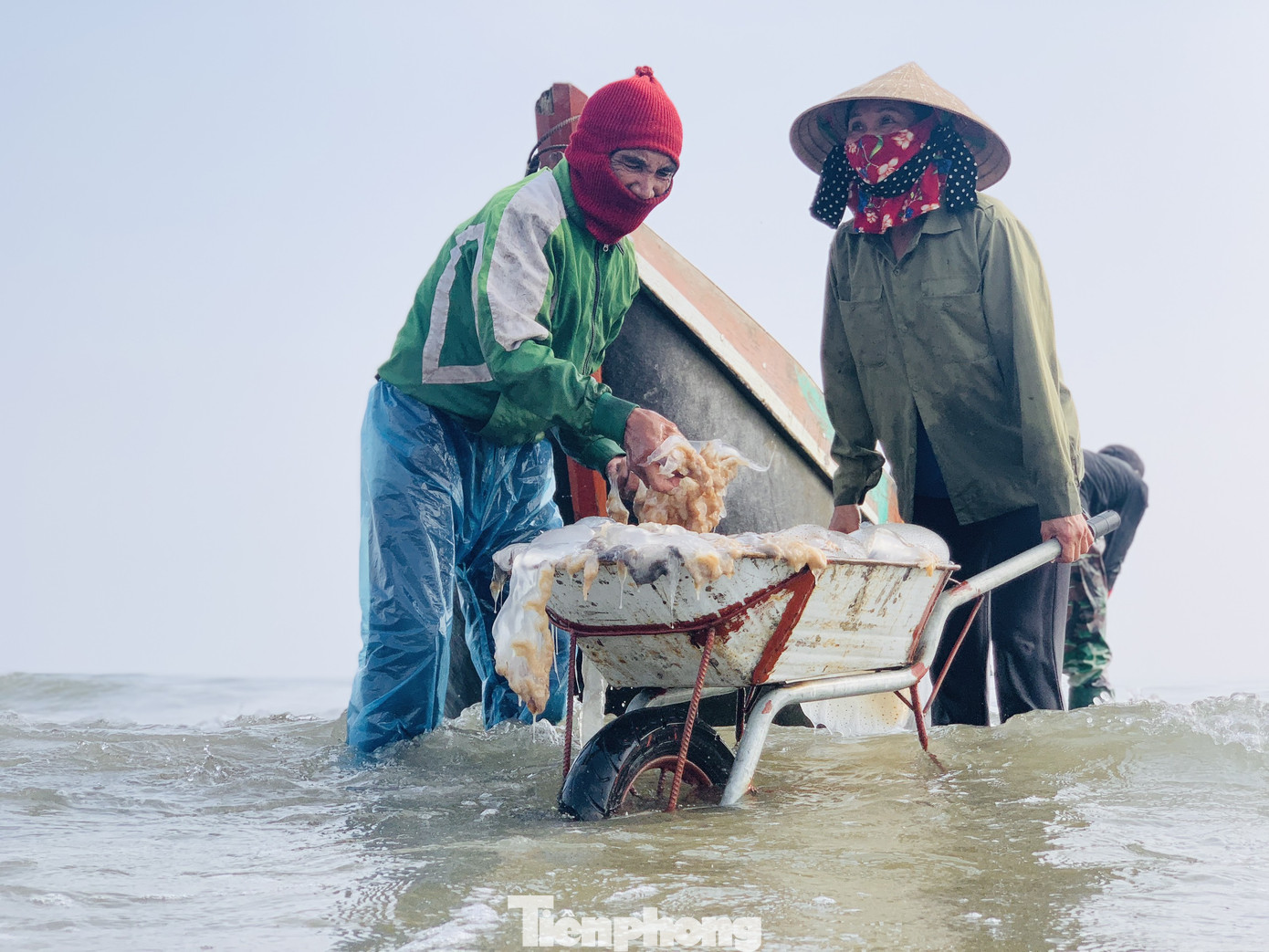 Vào mùa sứa biển, ngư dân kiếm tiền triệu mỗi ngày ảnh 7