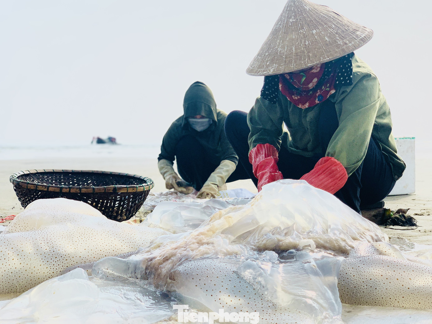 Vào mùa sứa biển, ngư dân kiếm tiền triệu mỗi ngày ảnh 8