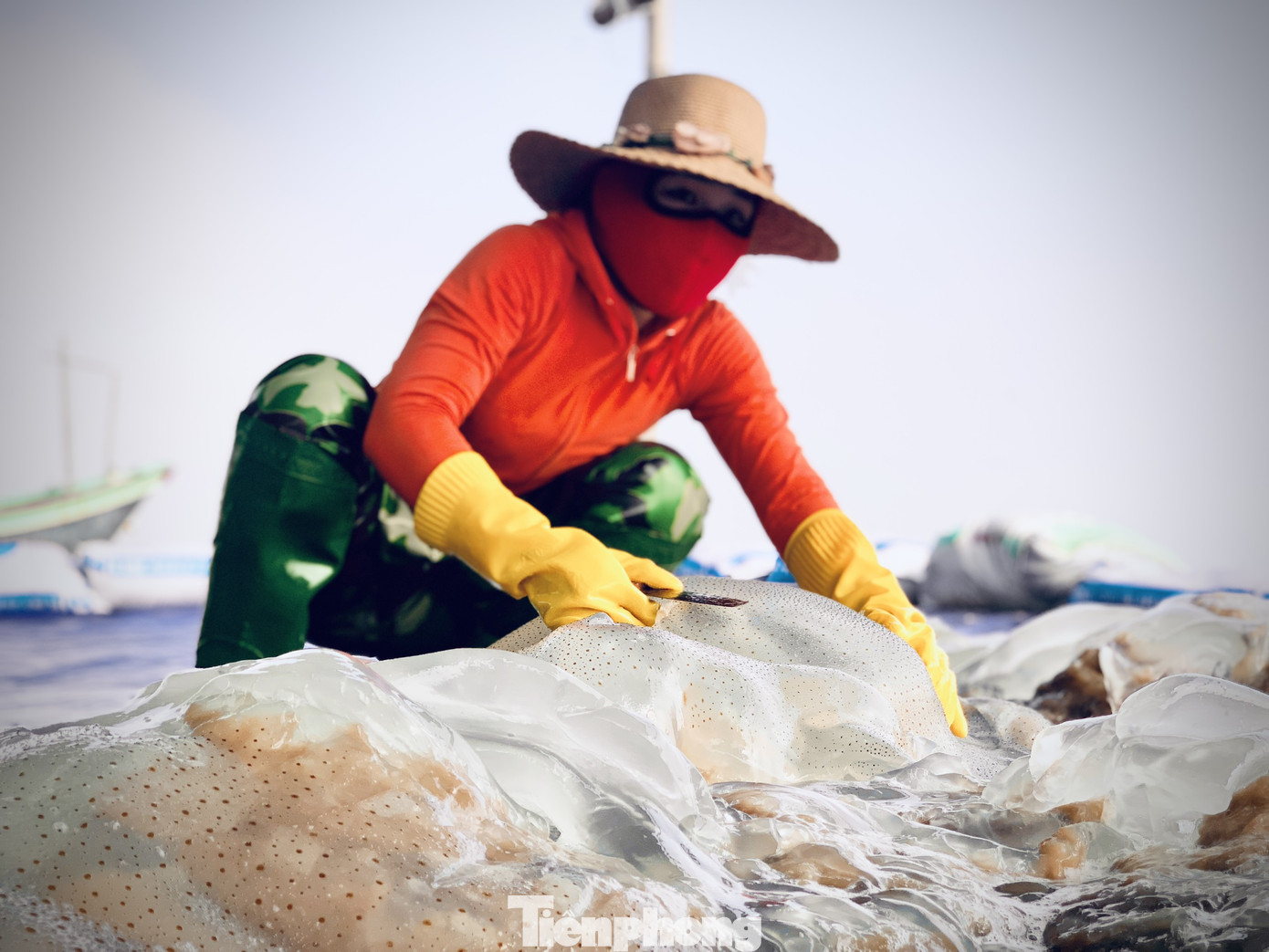 Vào mùa sứa biển, ngư dân kiếm tiền triệu mỗi ngày ảnh 17