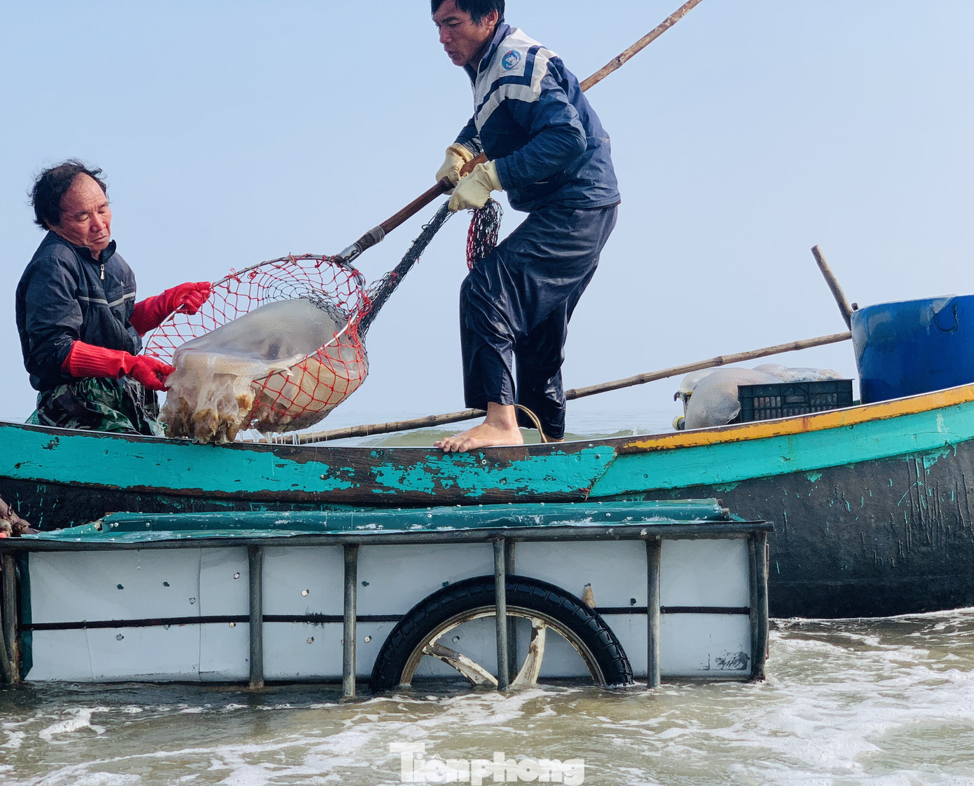 Vào mùa sứa biển, ngư dân kiếm tiền triệu mỗi ngày ảnh 10
