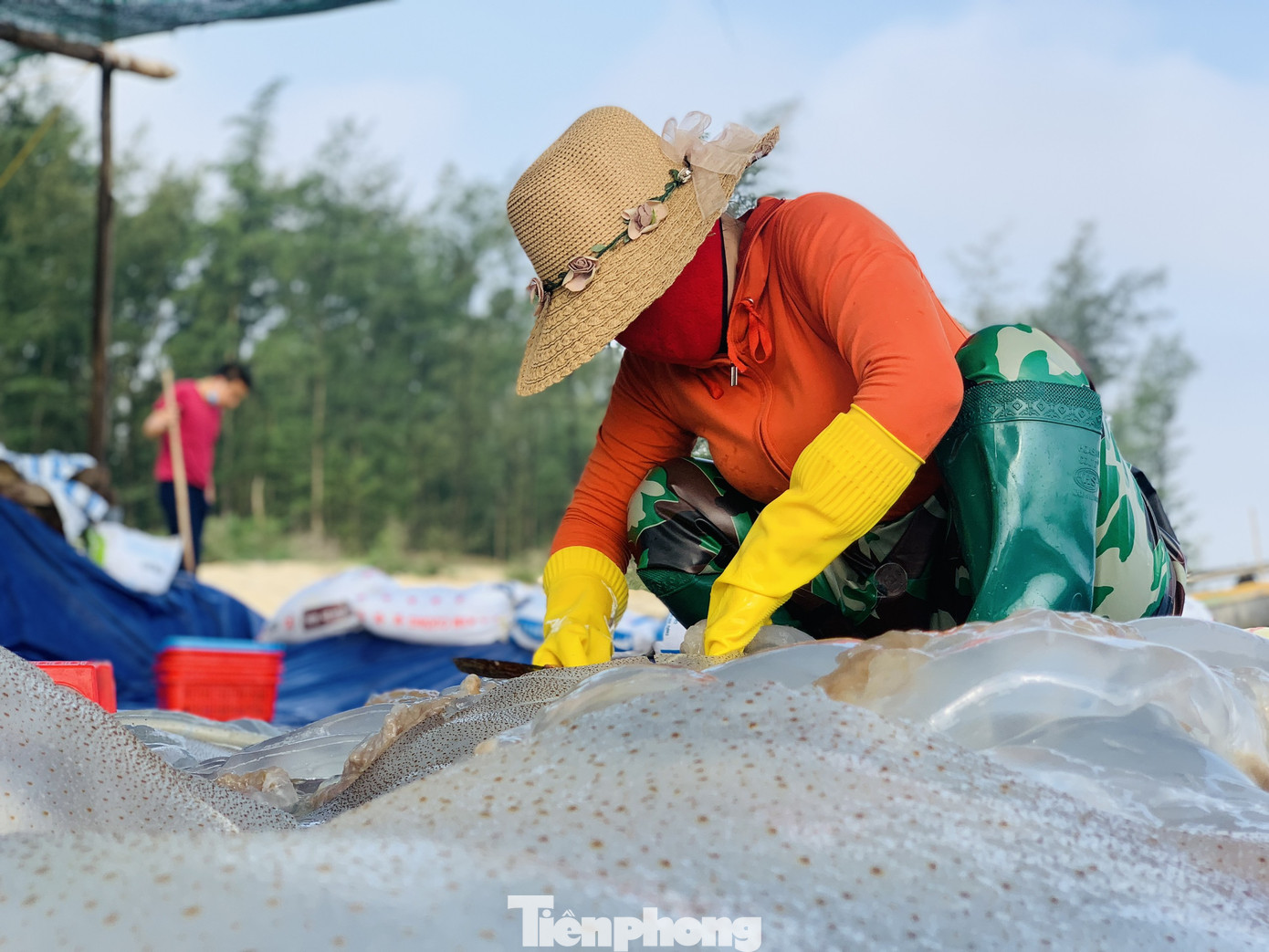 Vào mùa sứa biển, ngư dân kiếm tiền triệu mỗi ngày ảnh 11