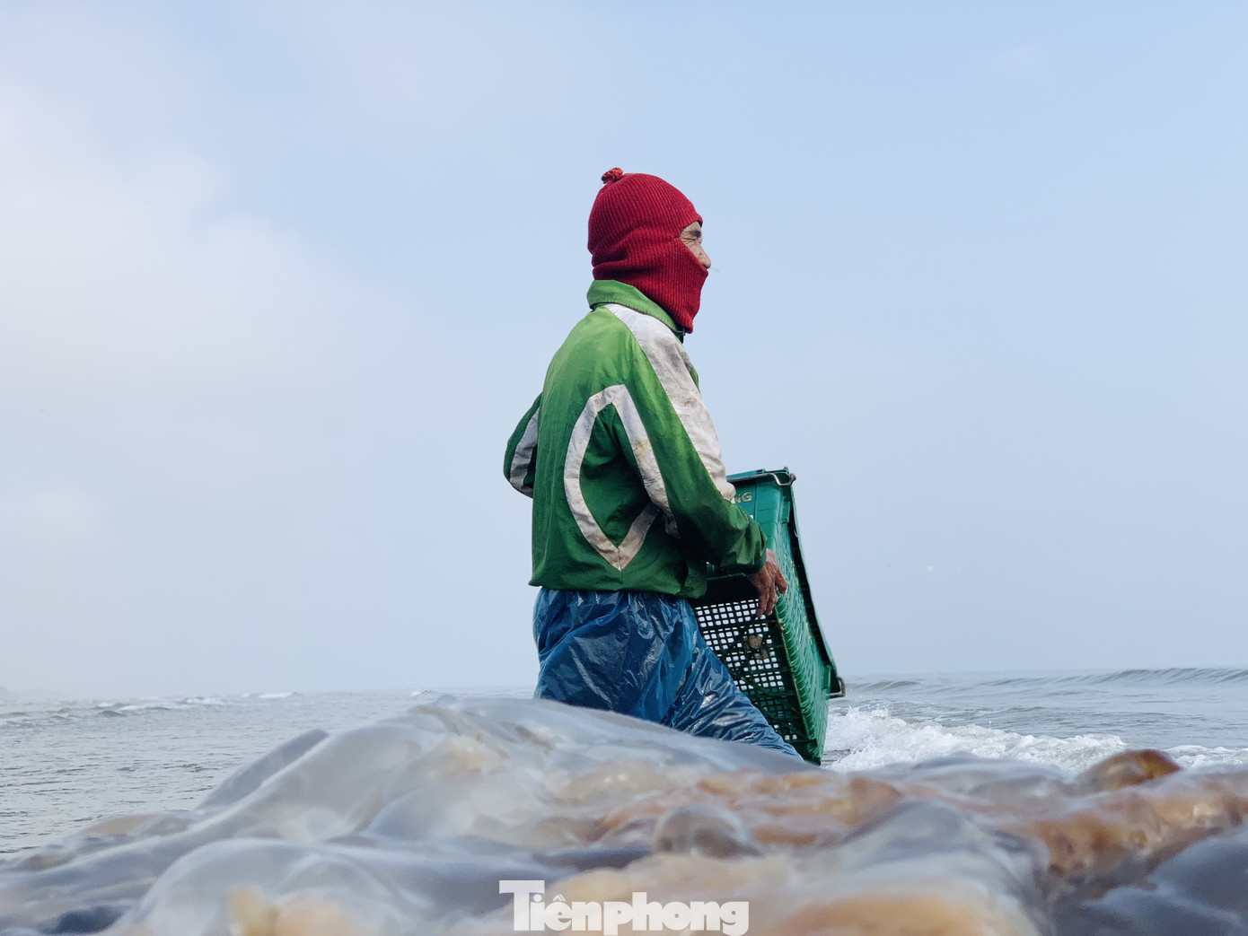 Vào mùa sứa biển, ngư dân kiếm tiền triệu mỗi ngày ảnh 5