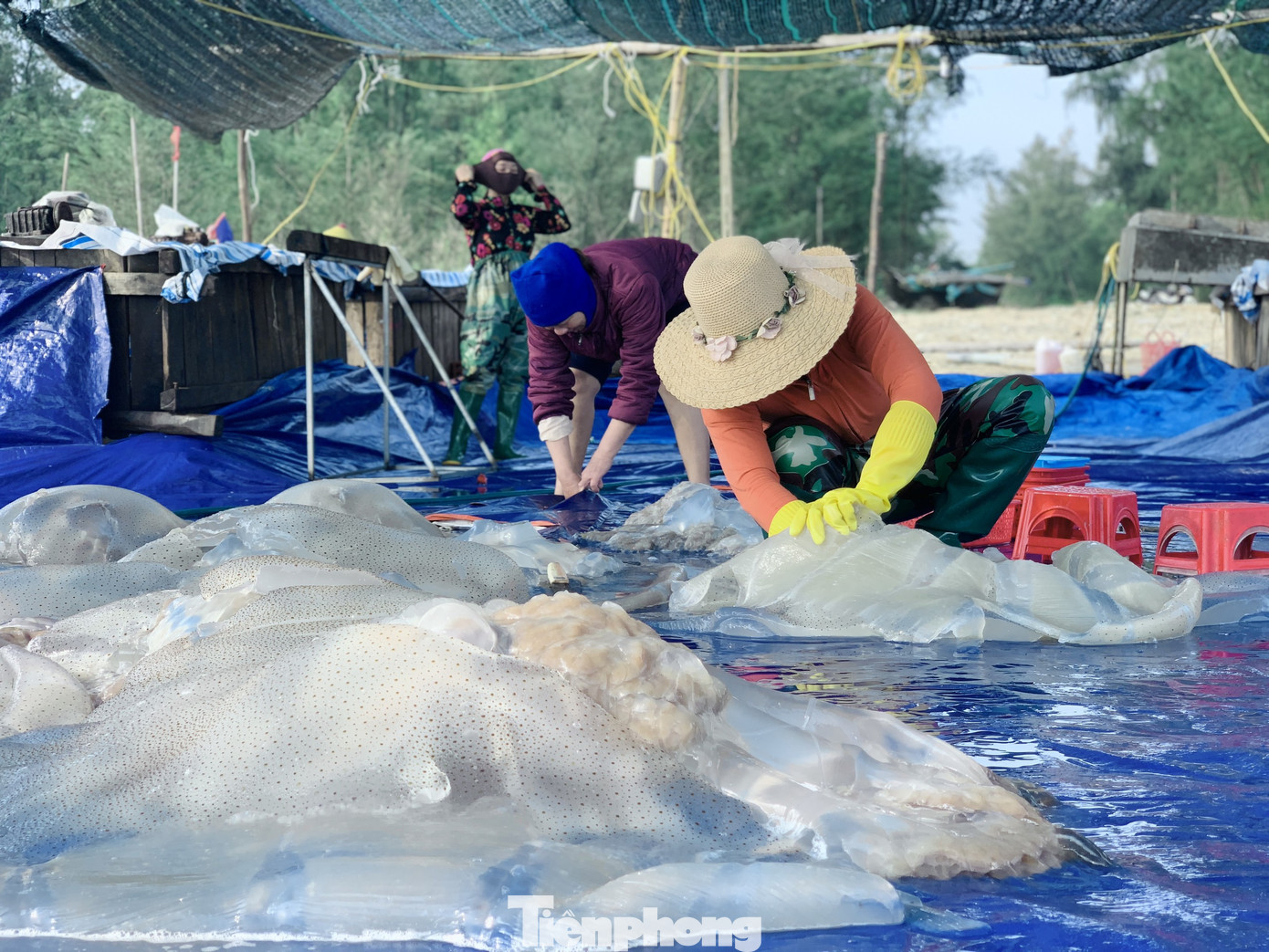 Vào mùa sứa biển, ngư dân kiếm tiền triệu mỗi ngày ảnh 4