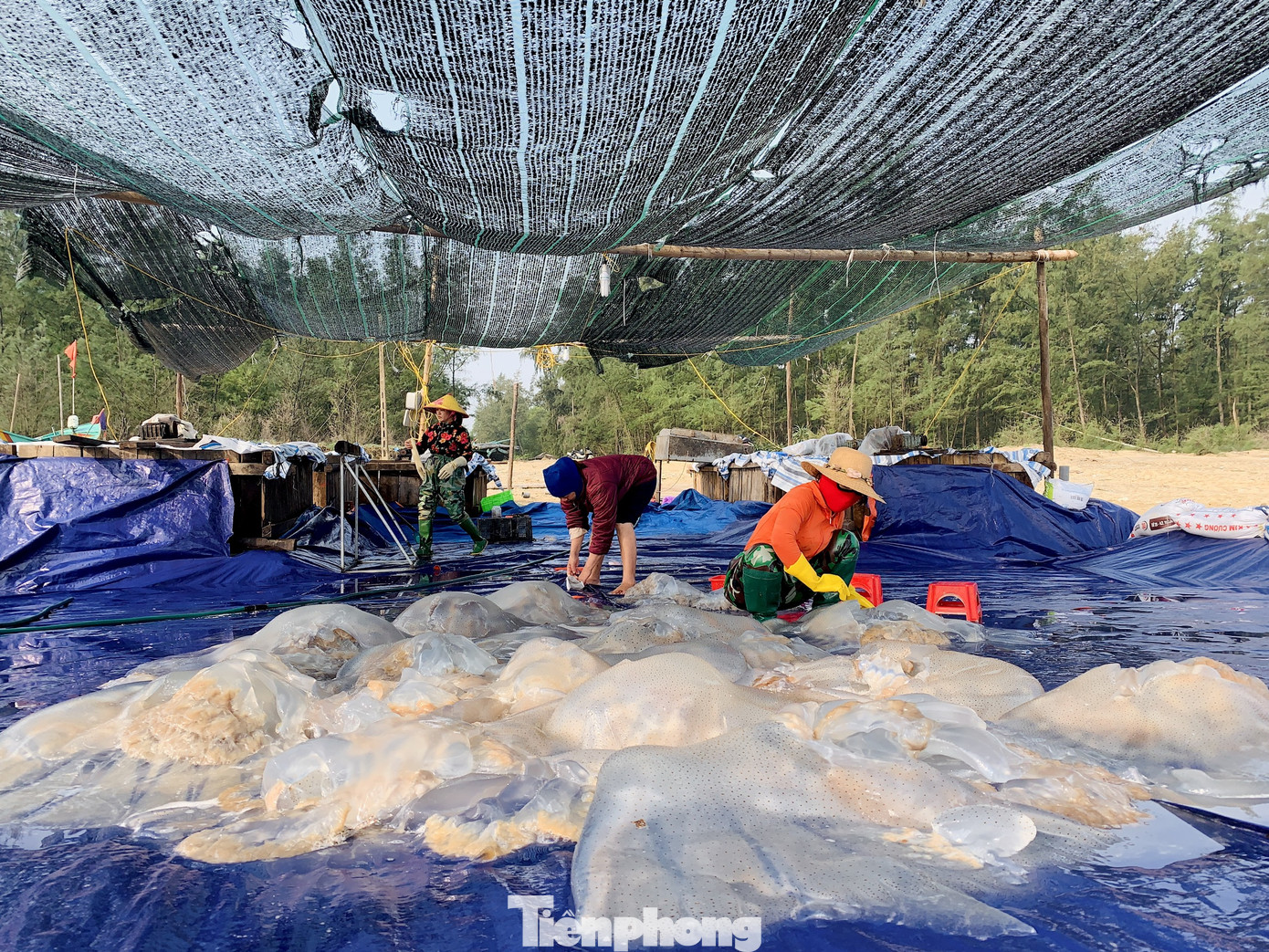 Vào mùa sứa biển, ngư dân kiếm tiền triệu mỗi ngày ảnh 13