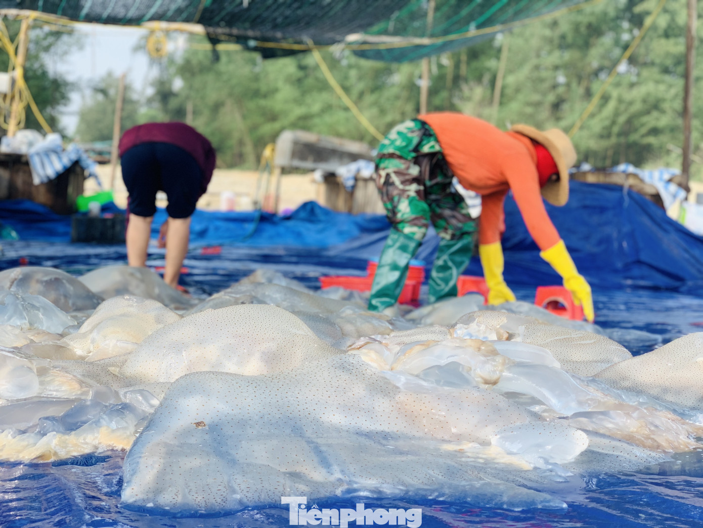 Vào mùa sứa biển, ngư dân kiếm tiền triệu mỗi ngày ảnh 18