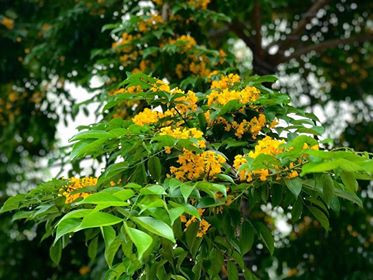 Đẹp nao lòng những chùm giáng hương vàng rực ở thành Vinh ảnh 6