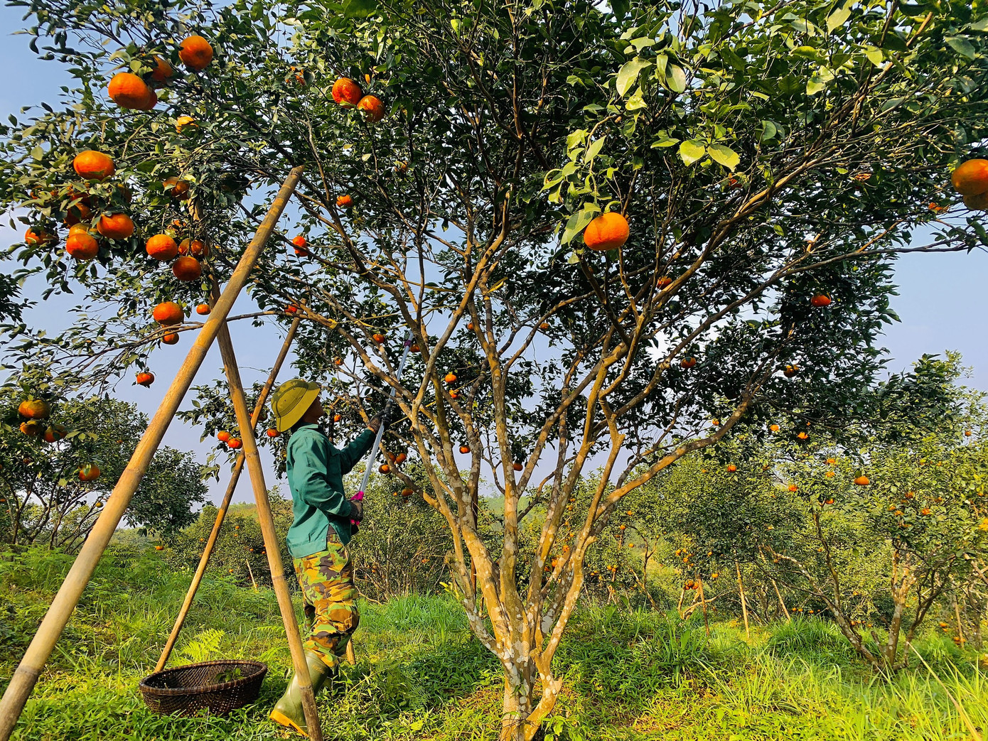 Cam bù vàng rực vào vụ Tết ảnh 11