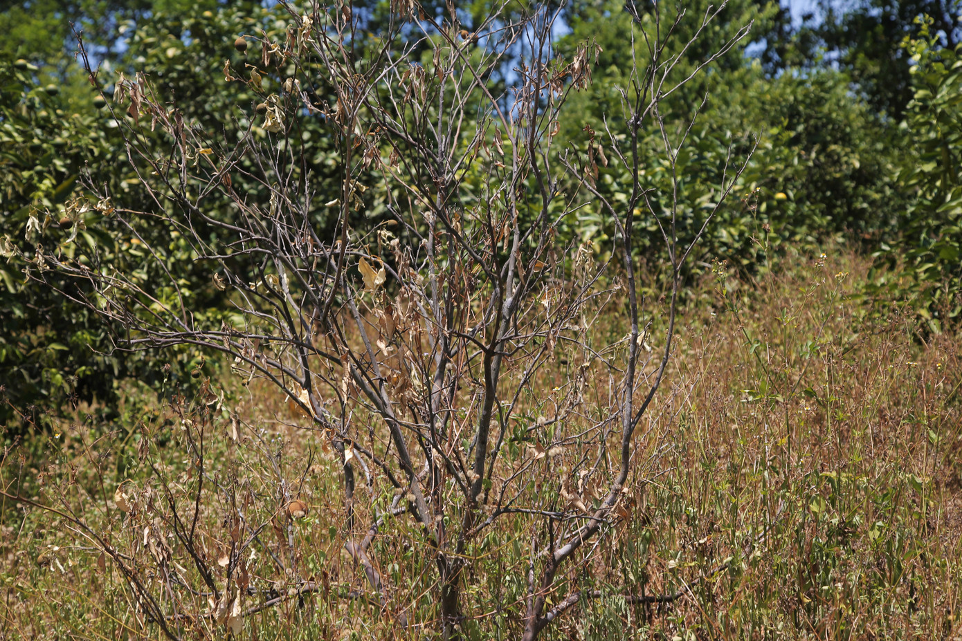 Đồi cam, bưởi héo dần do nắng hạn, nguy cơ thất thu hàng chục tỷ đồng ảnh 4