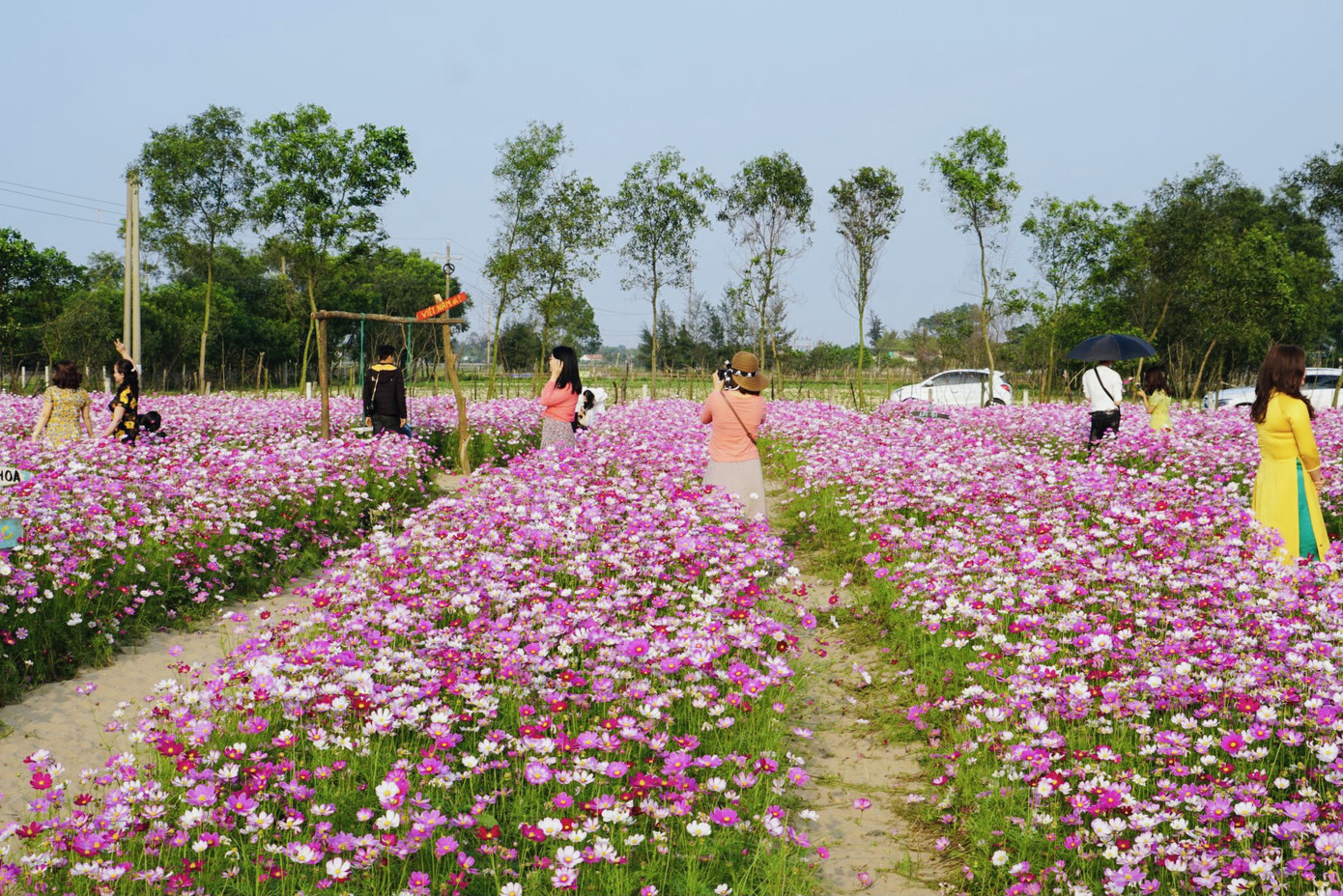 Cánh đồng hoa sao nhái ở Hà Tĩnh thu hút đông bạn trẻ đến chụp hình ảnh 2