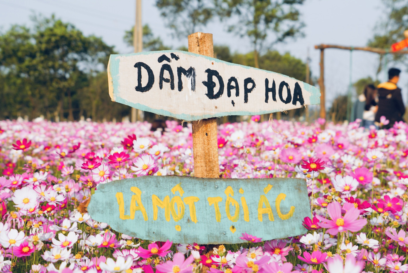 Cánh đồng hoa sao nhái ở Hà Tĩnh thu hút đông bạn trẻ đến chụp hình ảnh 7