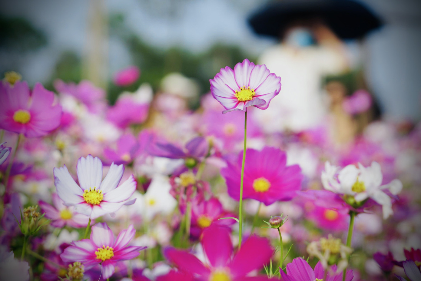 Cánh đồng hoa sao nhái ở Hà Tĩnh thu hút đông bạn trẻ đến chụp hình ảnh 10