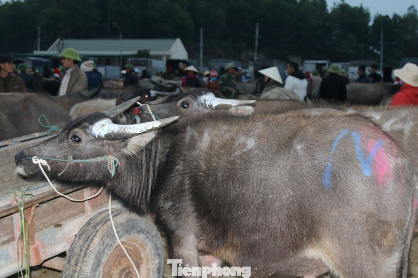 Chợ trâu, bò lớn nhất Bắc Trung Bộ họp phiên cuối năm từ tinh mơ ảnh 7