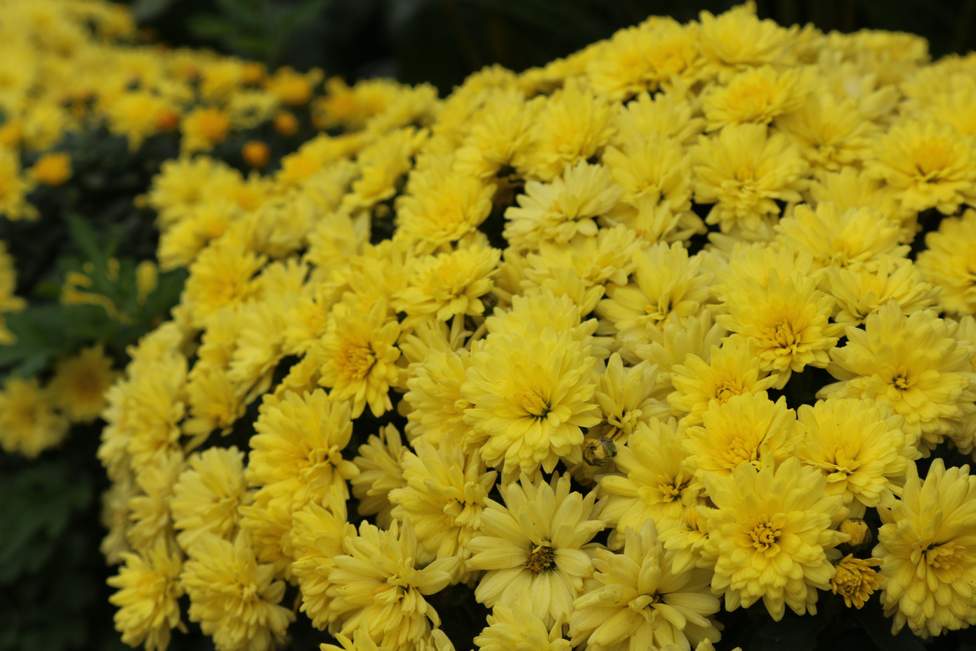 Rực rỡ sắc xuân ở làng hoa lớn nhất thành Vinh ảnh 4