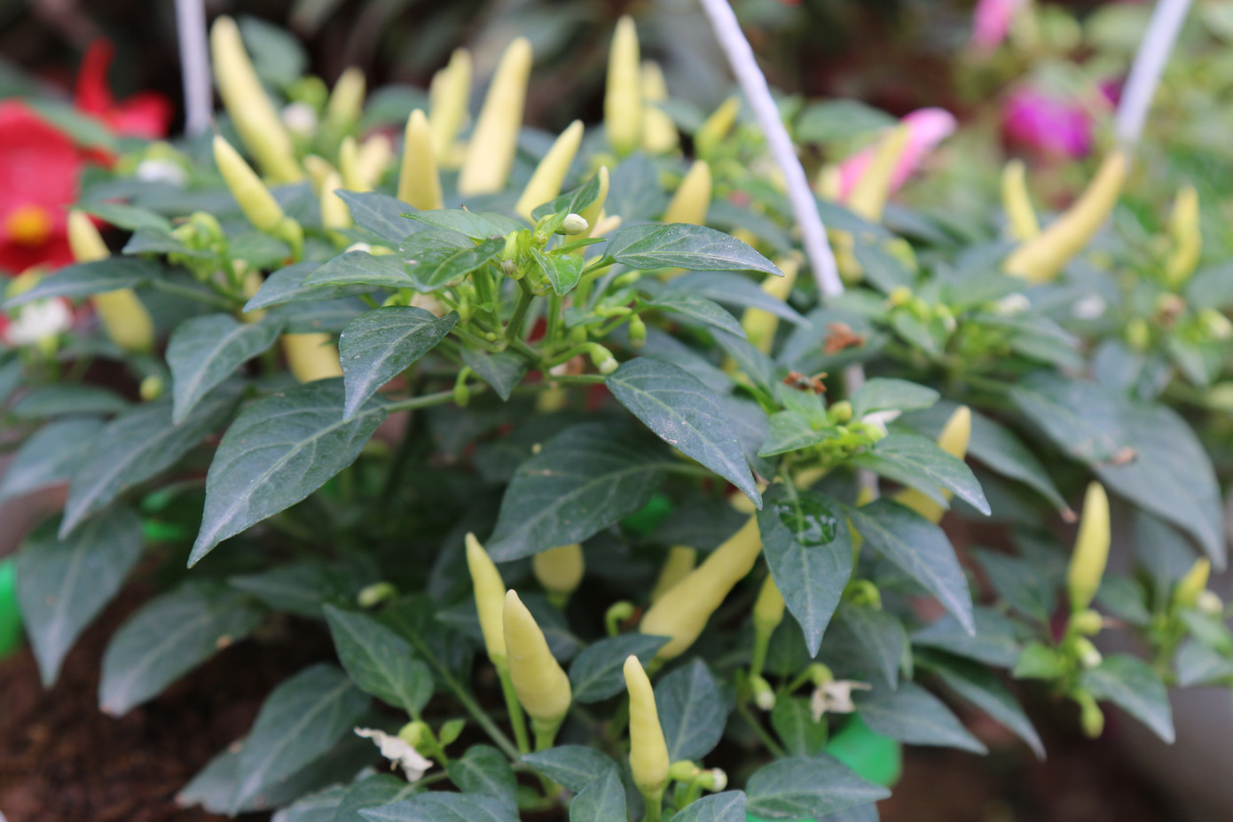 Rực rỡ sắc xuân ở làng hoa lớn nhất thành Vinh ảnh 12