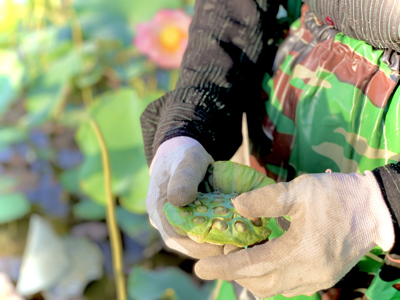 'Biến' đồng hoang thành đầm sen, nông dân thu hàng chục triệu mỗi vụ ảnh 15