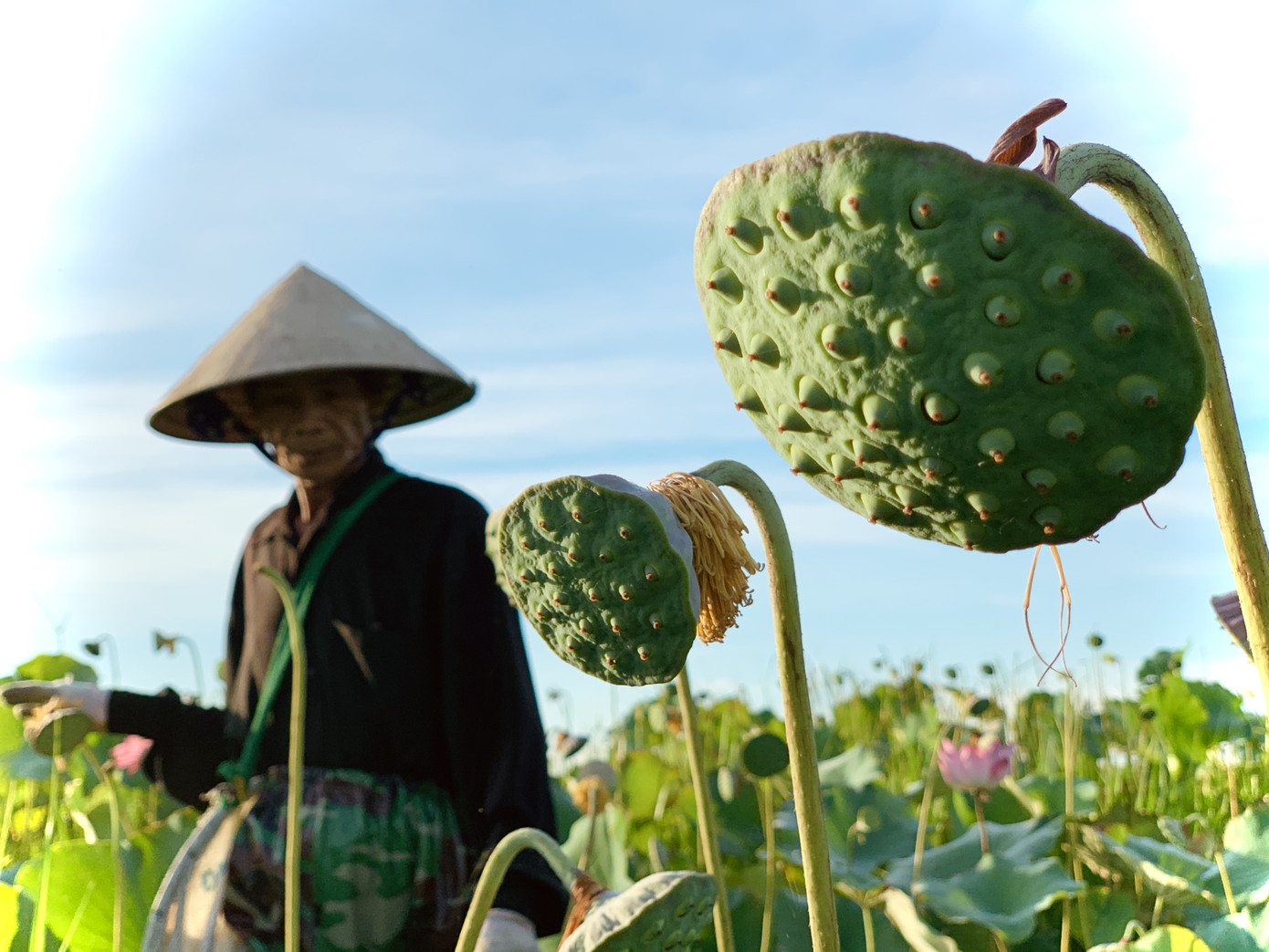 'Biến' đồng hoang thành đầm sen, nông dân thu hàng chục triệu mỗi vụ ảnh 8